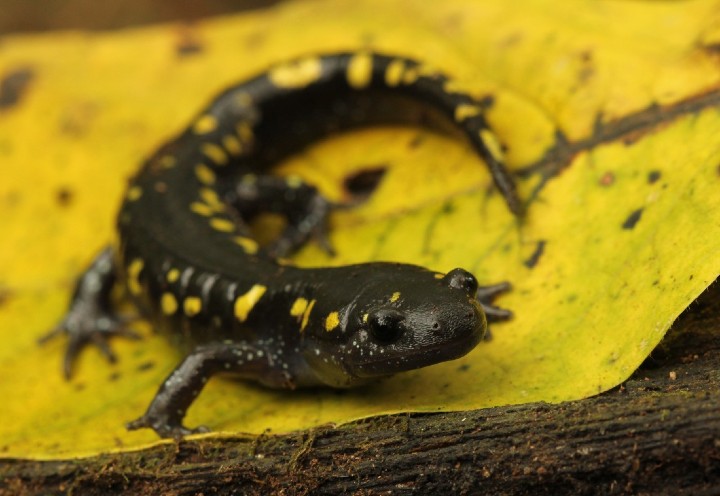 Spotted Salamander